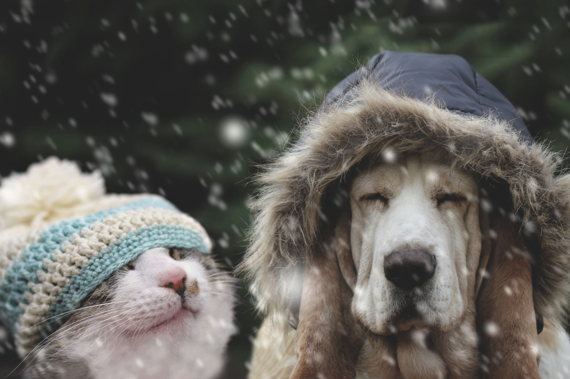 How to Keep Your Pet Safe in Cold Weather