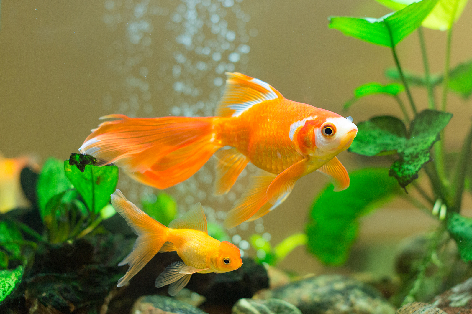 How to Choose the Right Aquarium for Your Fish
