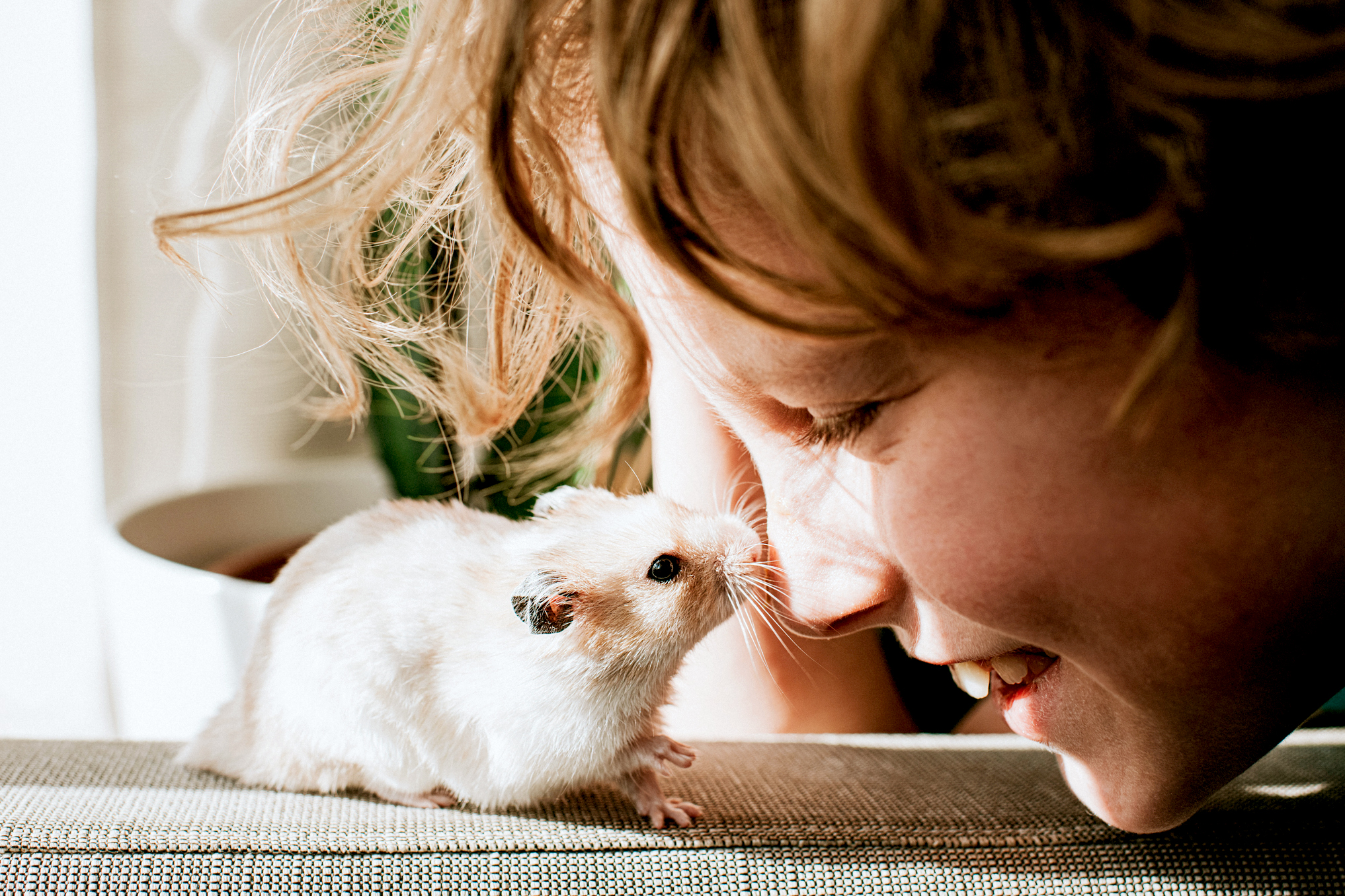 How to Choose the Right Pet for an Apartment or Small Space