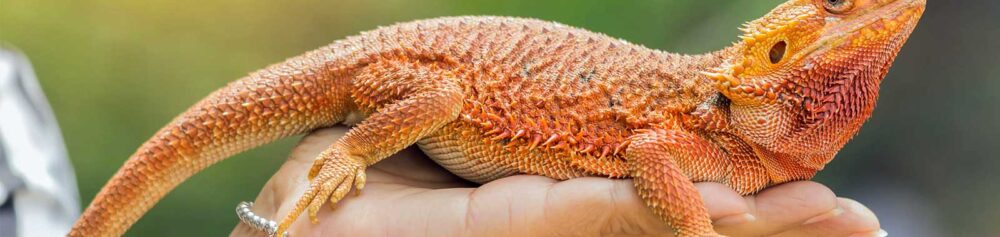"How to Choose the Right Reptile for Your Home"