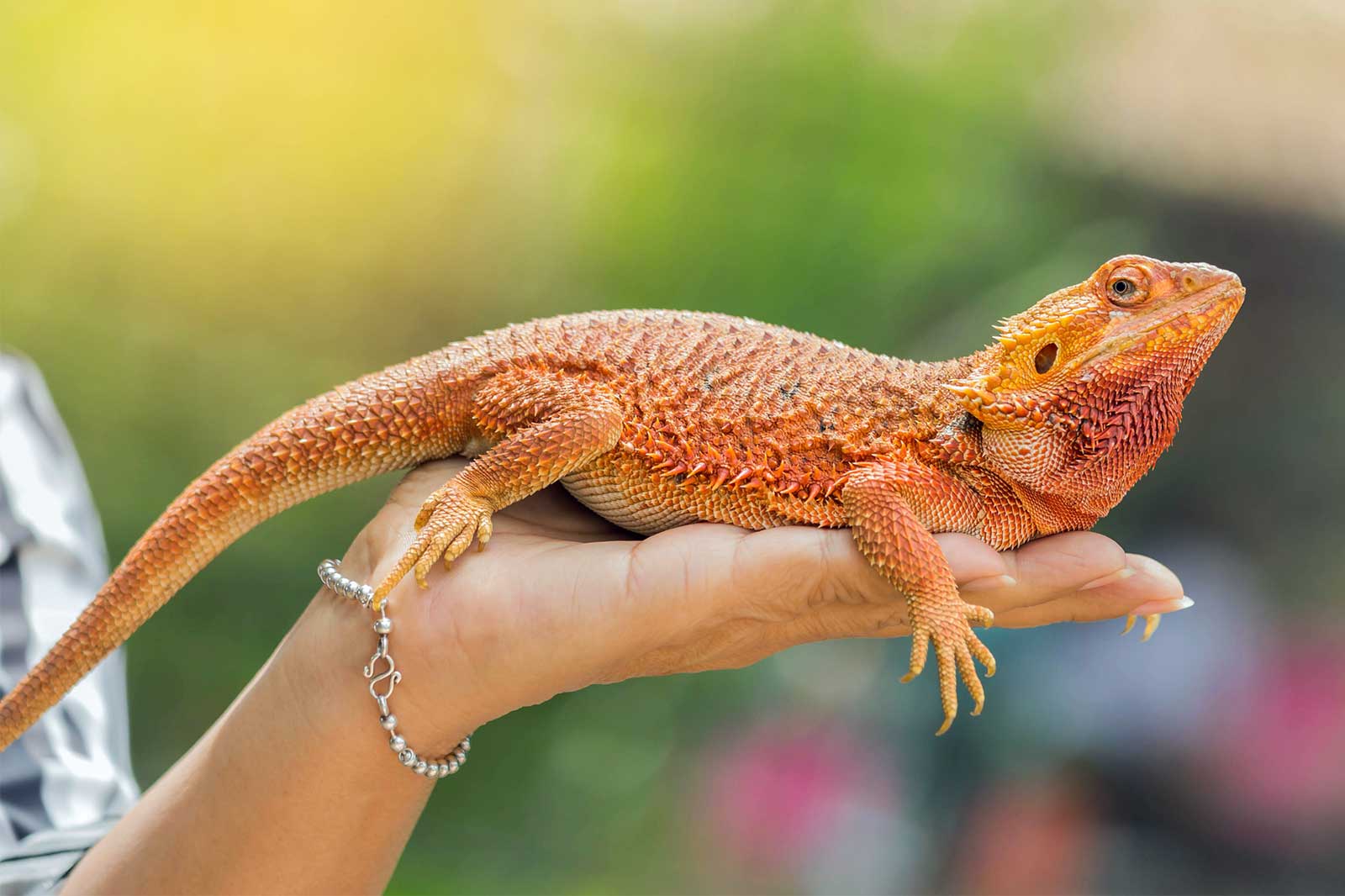 "How to Choose the Right Reptile for Your Home"
