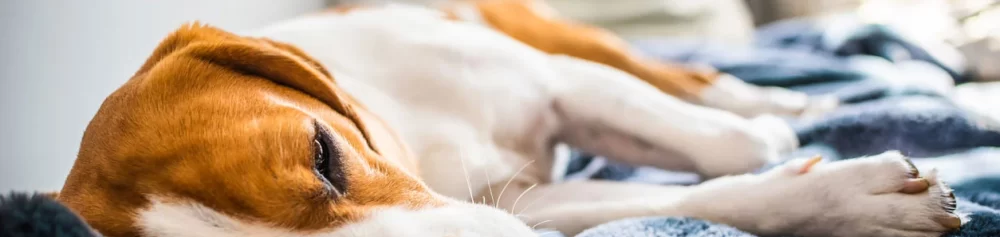 Common Health Problems in Pets