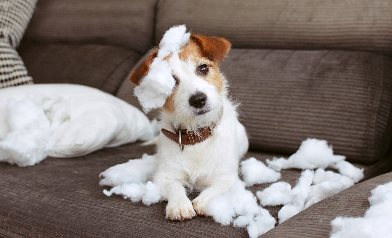 How to Deal with Destructive Behavior in Dogs