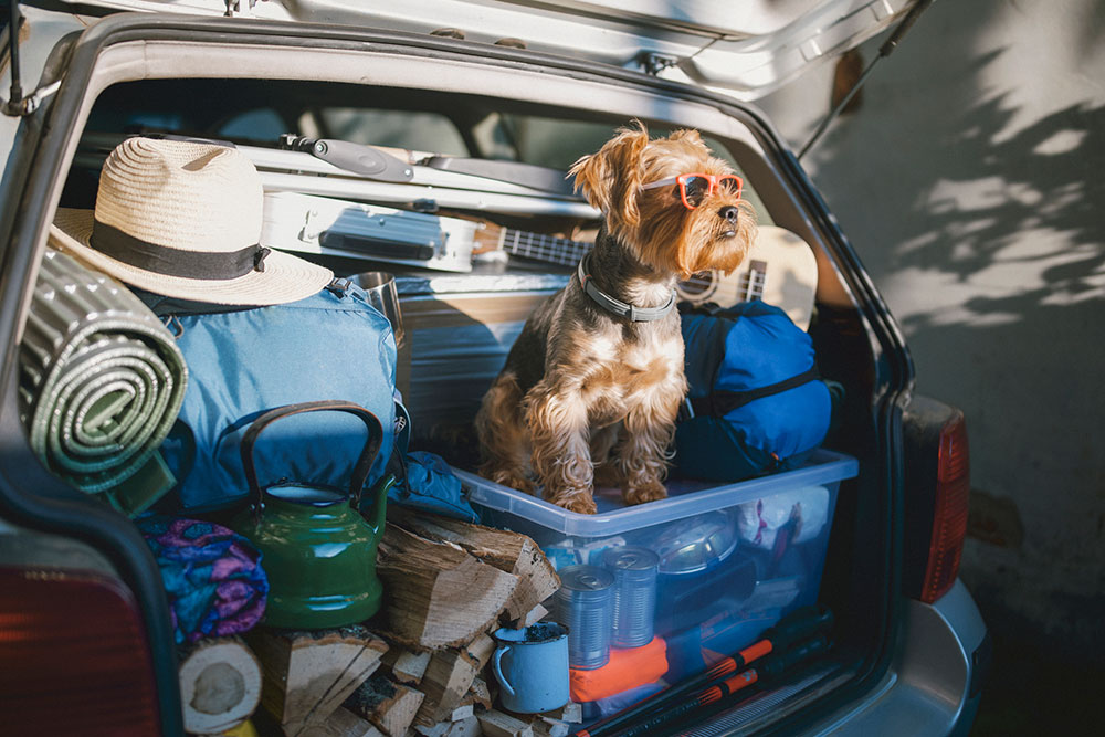 Traveling with Pets: Tips and Advice