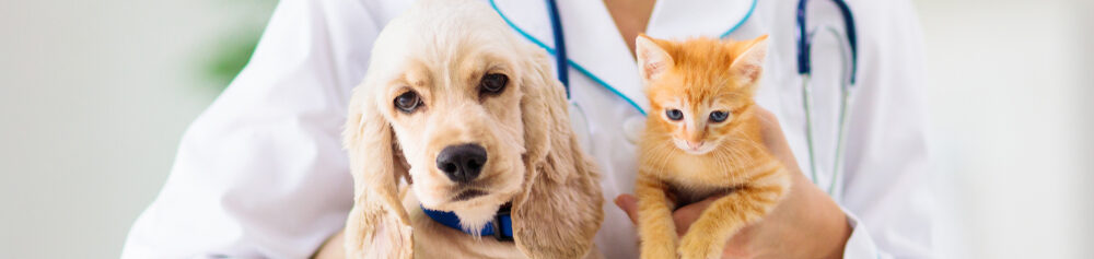 "How to Choose the Right Veterinarian"