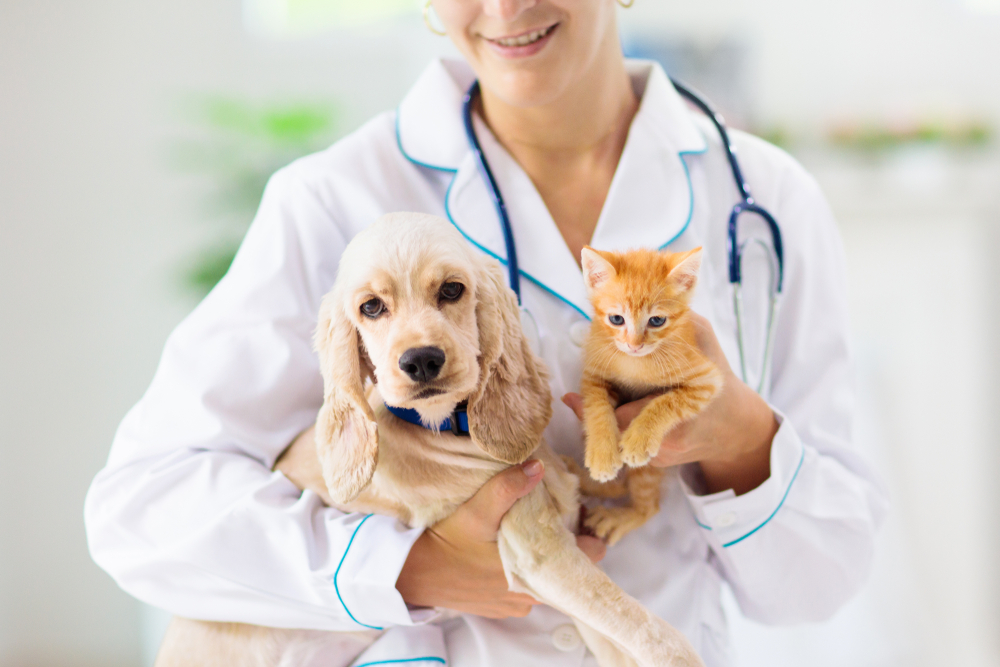 "How to Choose the Right Veterinarian"