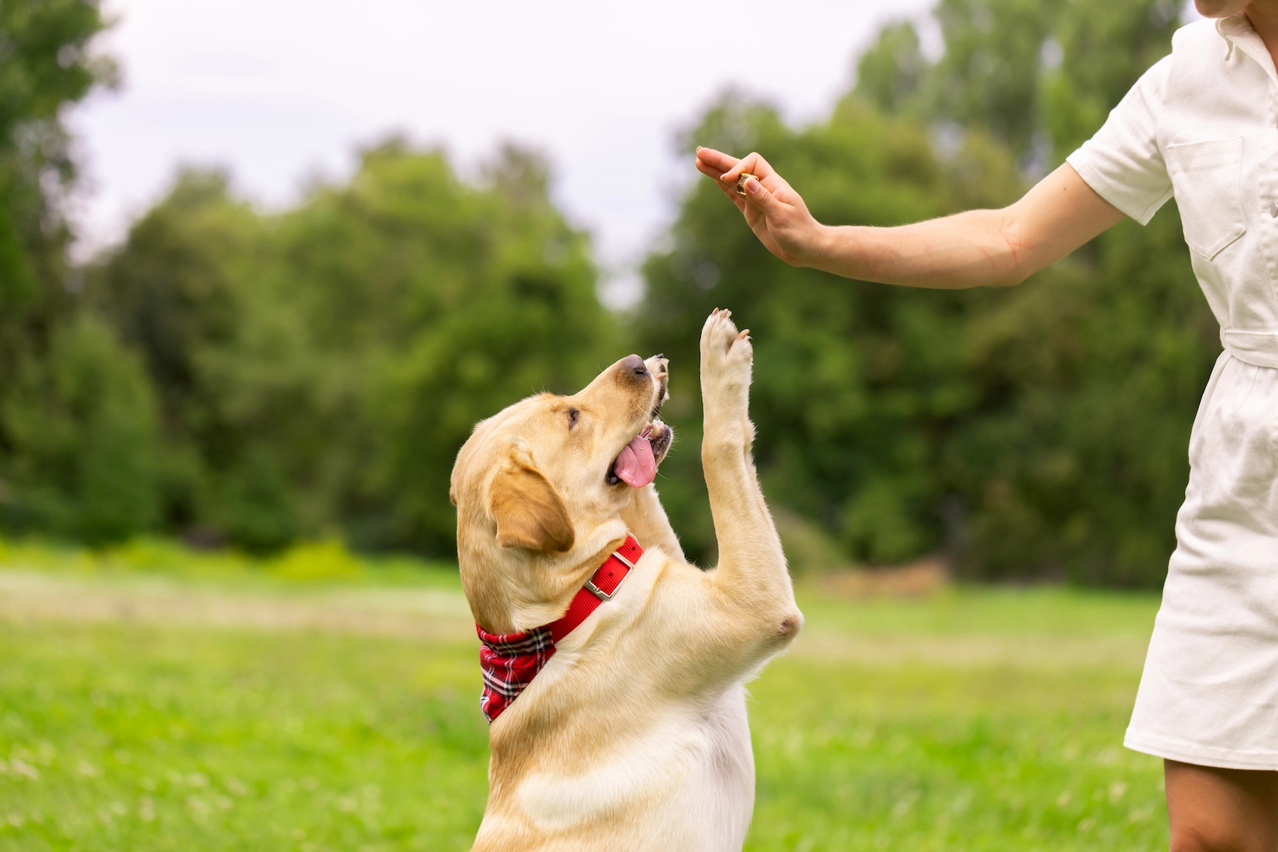 Training Your Dog: Tips and Tricks