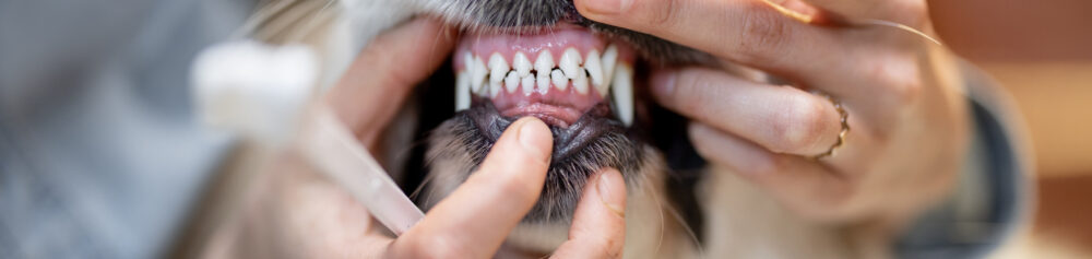 How to Keep Your Pet's Teeth Clean and Healthy