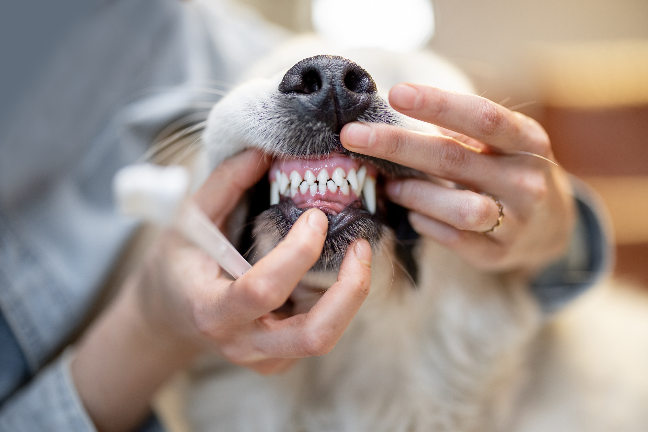 How to Keep Your Pet's Teeth Clean and Healthy