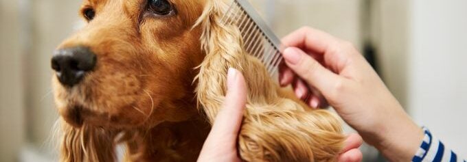 "How to Groom Your Dog at Home"