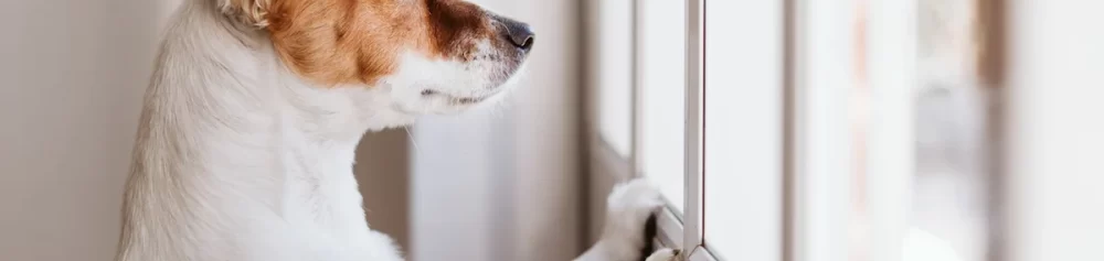 "How to Treat Separation Anxiety in Dogs"