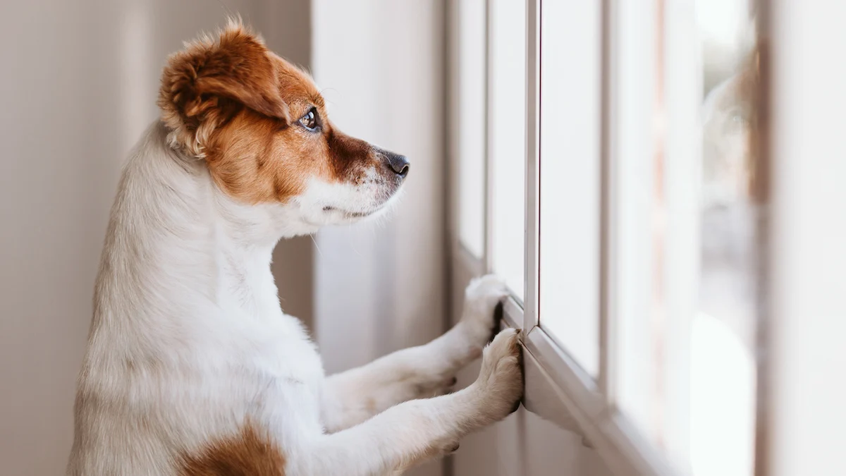 "How to Treat Separation Anxiety in Dogs"