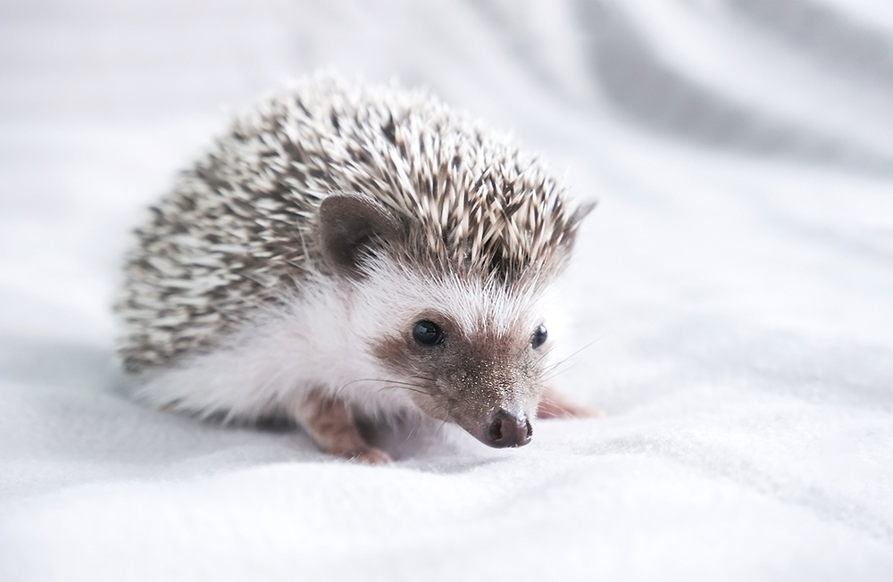 How to Choose the Right Small Mammal for Your Home