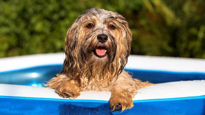 How to Keep Your Pet Safe in Hot Weather