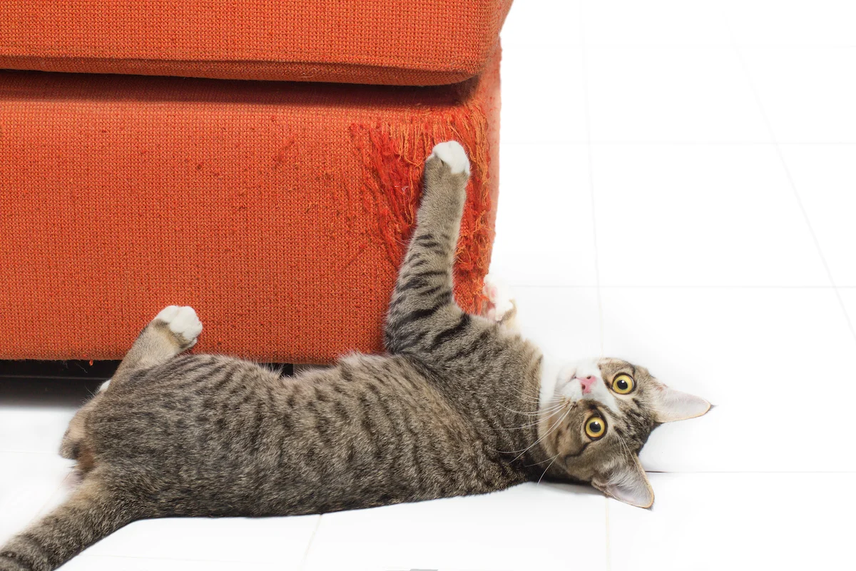 How to Deal with Scratching and Destructive Behavior in Cats