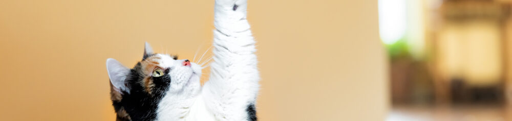 "How to Teach Your Cat Basic Commands"