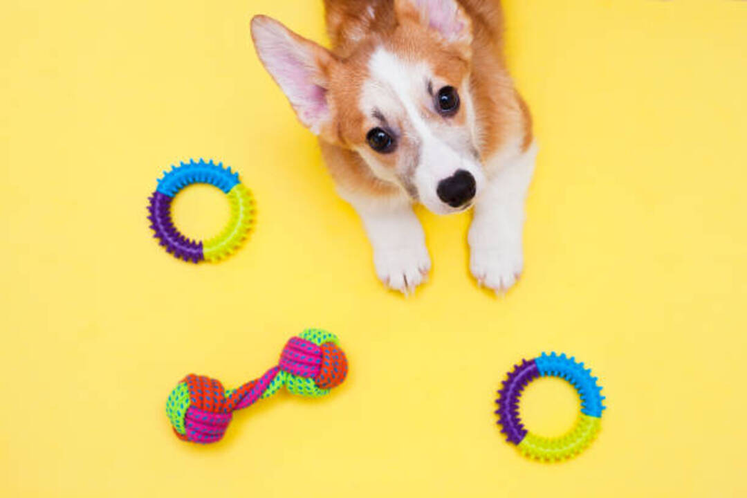 DIY Pet Projects: Homemade Treats and Toys