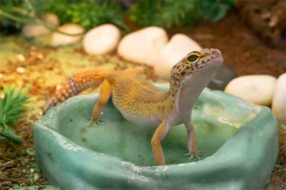 How to Care for Your Reptile