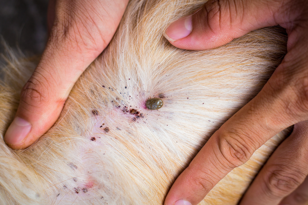 "How to Prevent and Treat Fleas and Ticks on Your Pet"