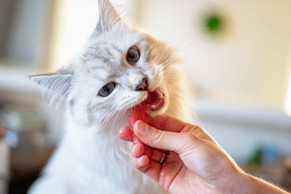 How to Choose the Right Cat Food